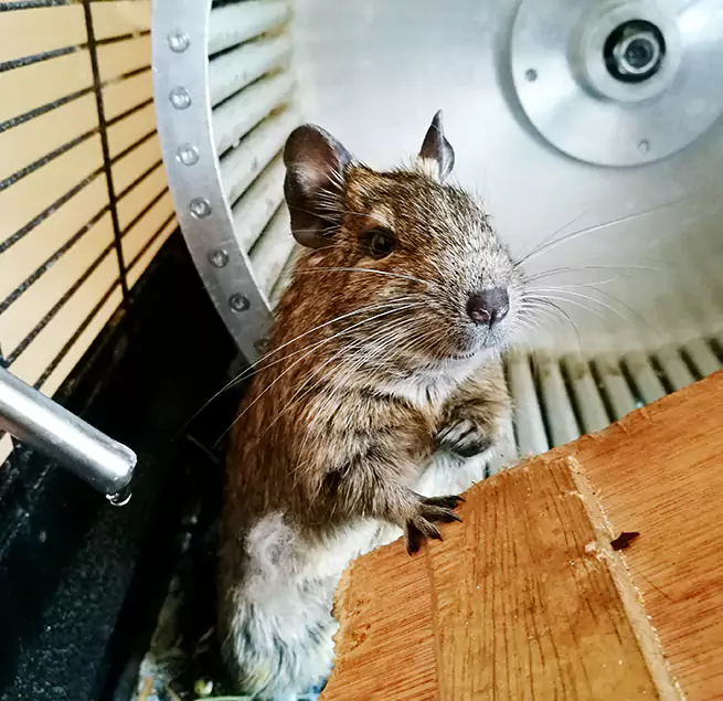 Why Homeowners & Businesses Trust Us Apex, NC